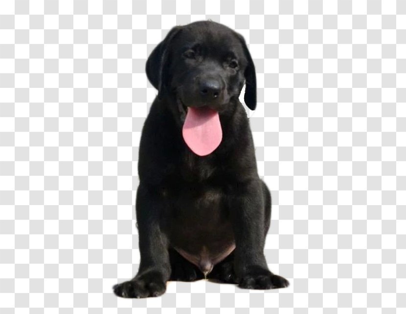 Labrador Retriever Patterdale Terrier Borador Puppy Dog Breed - Google Images - Black Adult Dogs Transparent PNG