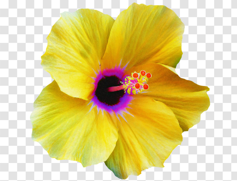 Petal Flower Yellow Hawaiian Hibiscus Hibiscus Transparent PNG