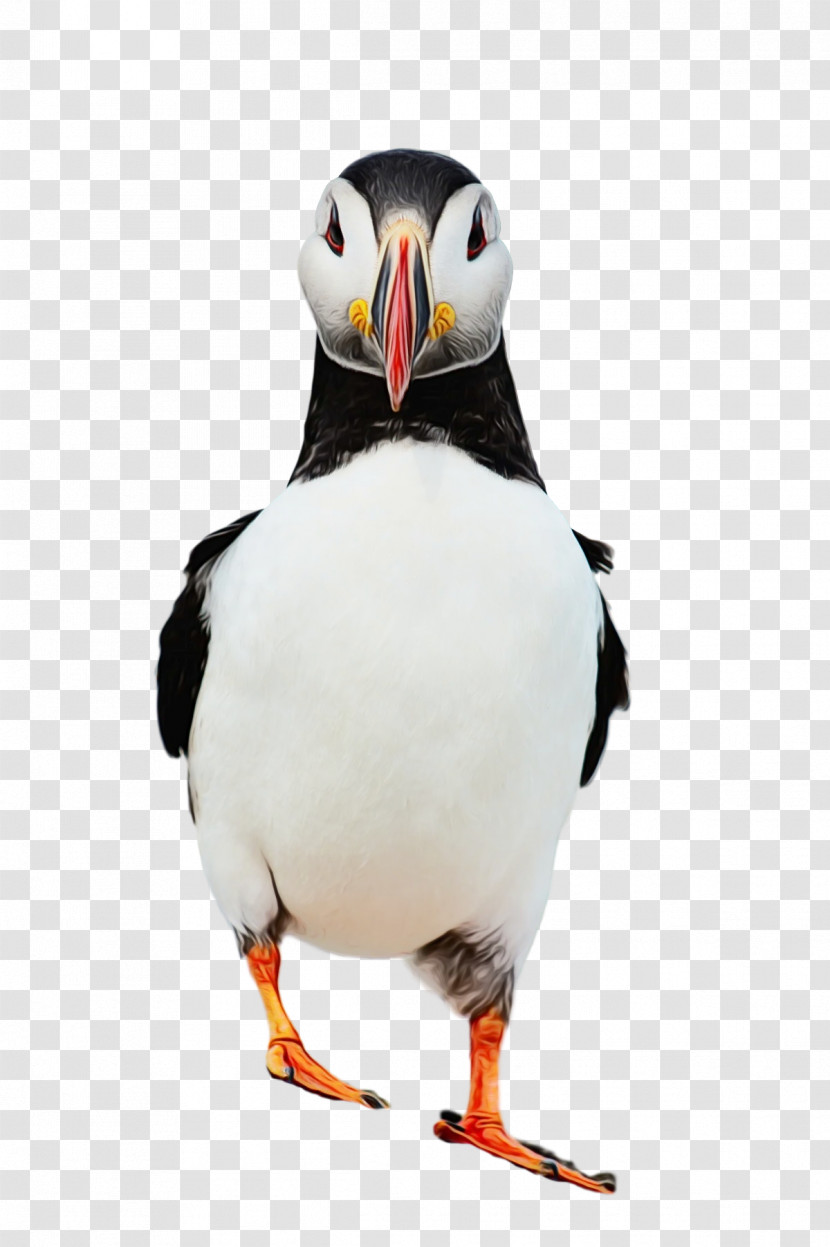 Puffins Shorebirds Penguins Beak Science Transparent PNG