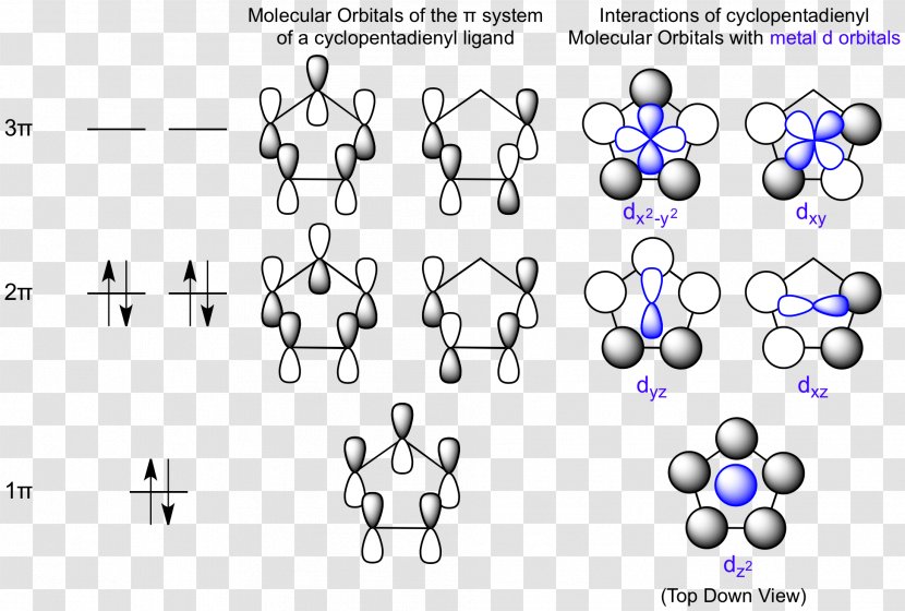 Molecular Orbital Diagram Atomic Theory - Head - Point Transparent PNG