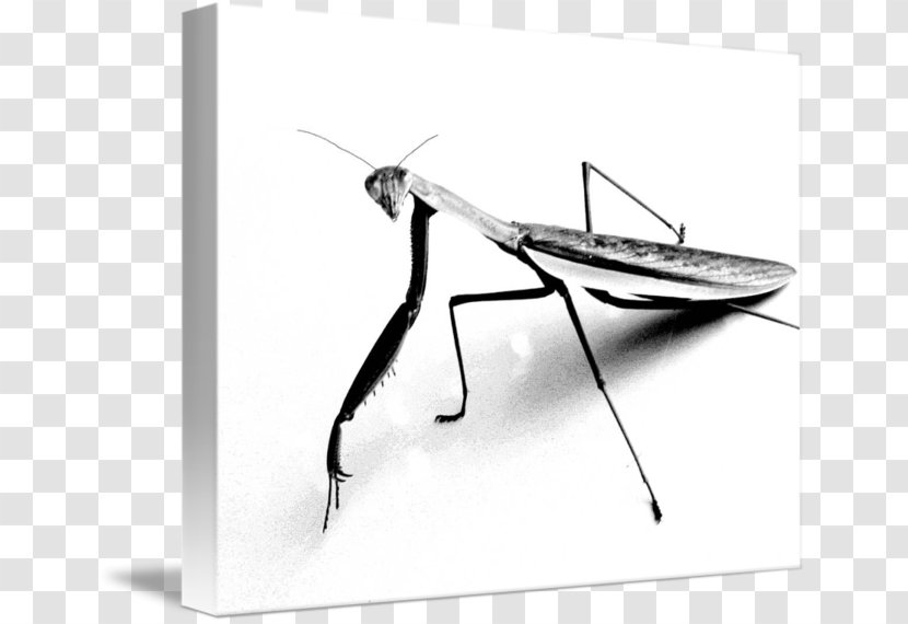 T-shirt Mantis Clothing Manny - Wing Transparent PNG