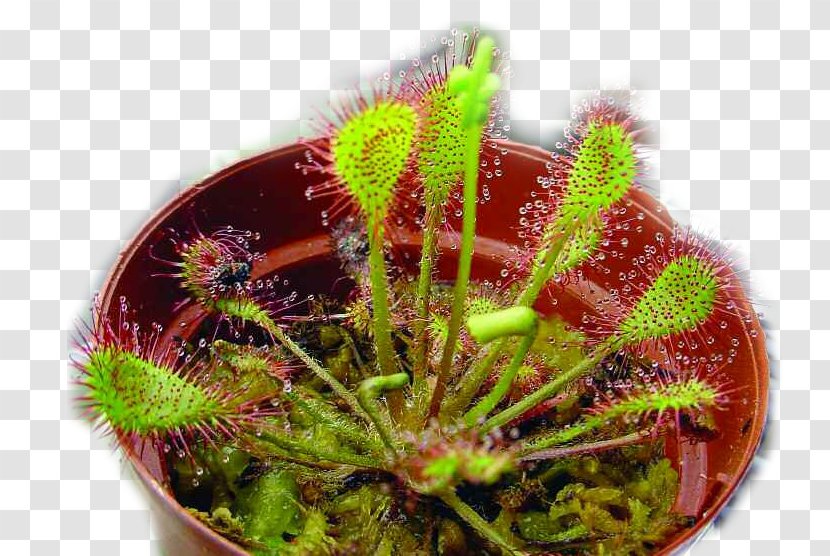 Round-leaved Sundew Drosera Capensis Binata English Carnivorous Plant - Trumpet Pitchers - Plants Transparent PNG