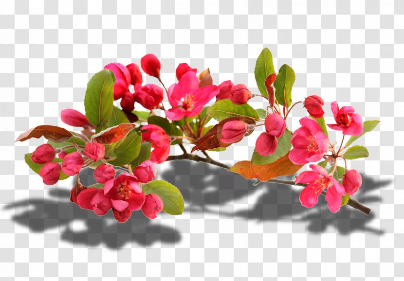 Image Photography Photomontage Illustration - Flowering Plant - Perennial Transparent PNG