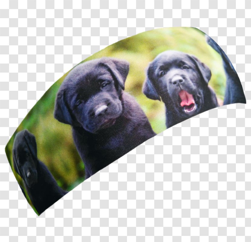 Labrador Retriever Puppy Dog Breed Sporting Group - Samsung Galaxy Transparent PNG