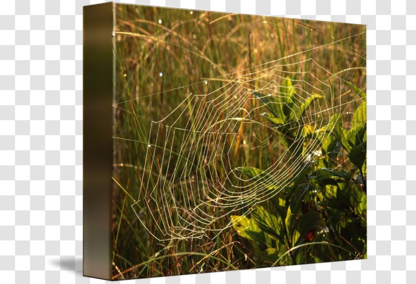 Spider Web - Grass Transparent PNG