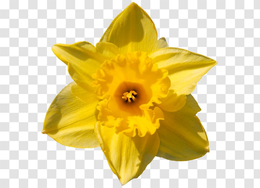 Yellow Flower Bouquet Jonquille - Narcissus Transparent PNG
