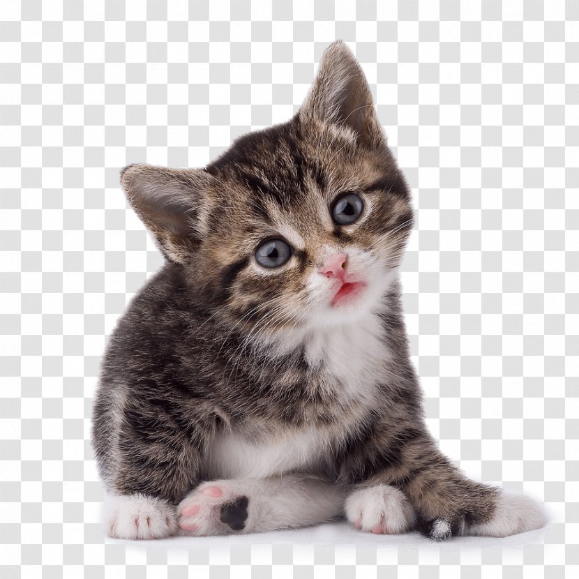 Cat Kitten - Cuteness - Image Download Picture Transparent PNG