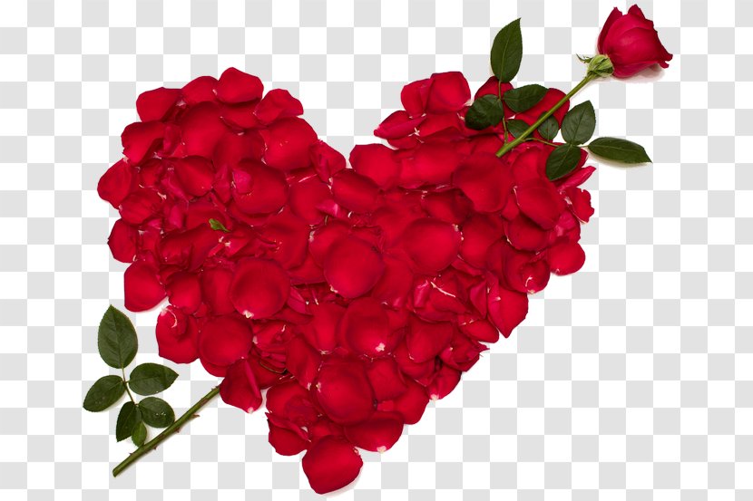 Desktop Wallpaper Valentine's Day Image High-definition Video Rose - Cut Flowers - Valentines Transparent PNG