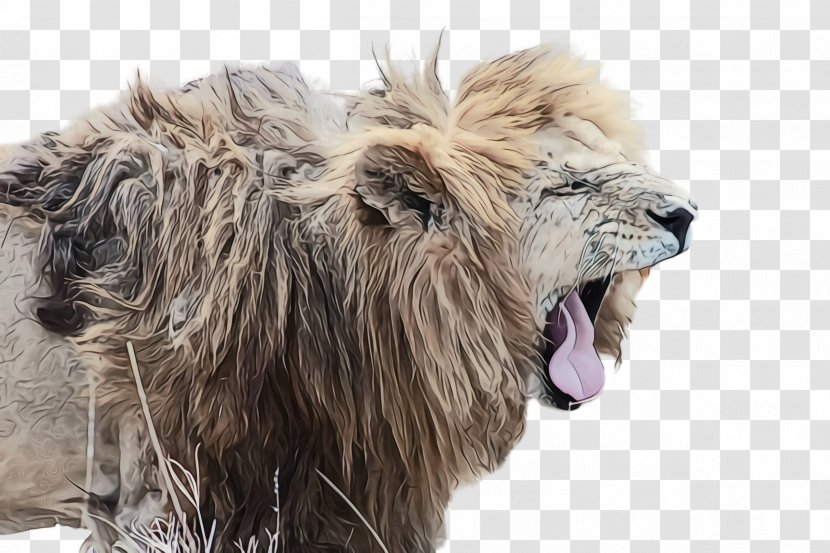 Lion Wildlife Big Cats Masai Roar - Watercolor - Fur Transparent PNG