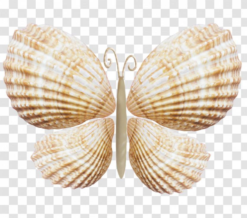 Cockle Shell Bivalve Jewellery Wing Transparent PNG