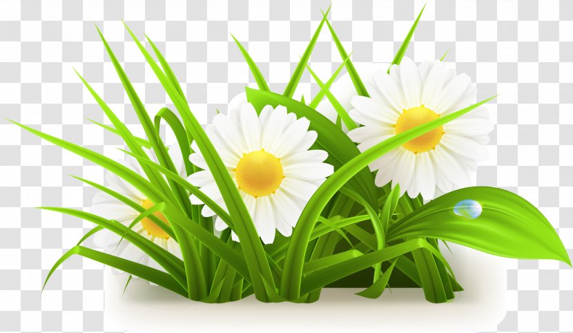 Common Daisy - Apng - Flowers Grass Vector Transparent PNG