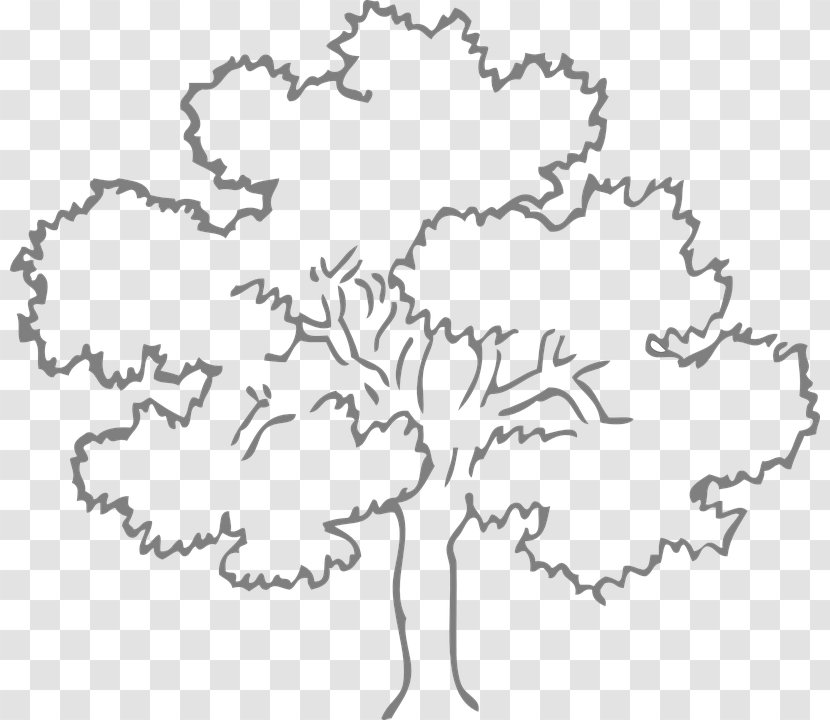 Oak Tree Drawing Coloring Book Clip Art Transparent PNG