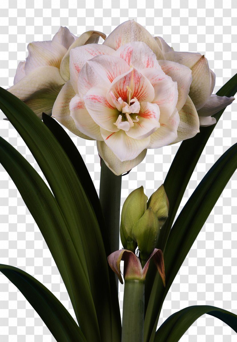 Amaryllis Jersey Lily Bulb Cut Flowers - Petal - Belladonna Transparent PNG
