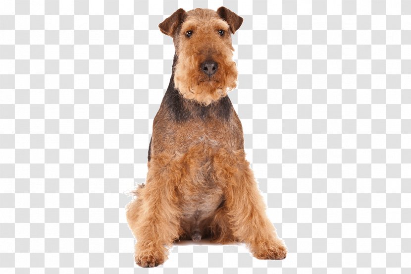 Welsh Terrier Irish Airedale Puppy Lakeland - Rescue Transparent PNG