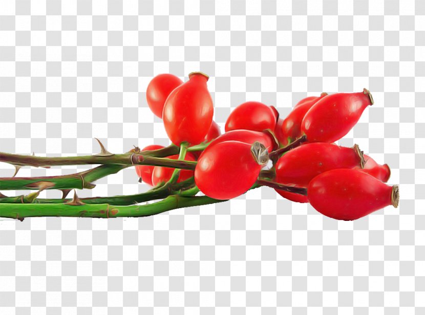Red Plant Flower Fruit Vegetable - Branch Transparent PNG