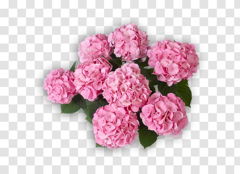 Cabbage Rose Garden Roses Pink Panicled Hydrangea Flower Transparent PNG