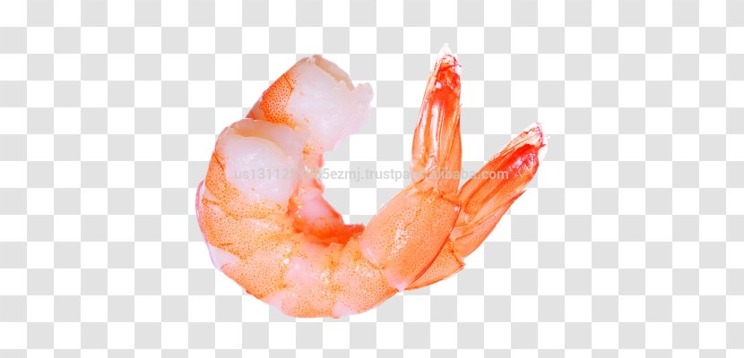 Shrimp Clip Art - Copying Transparent PNG