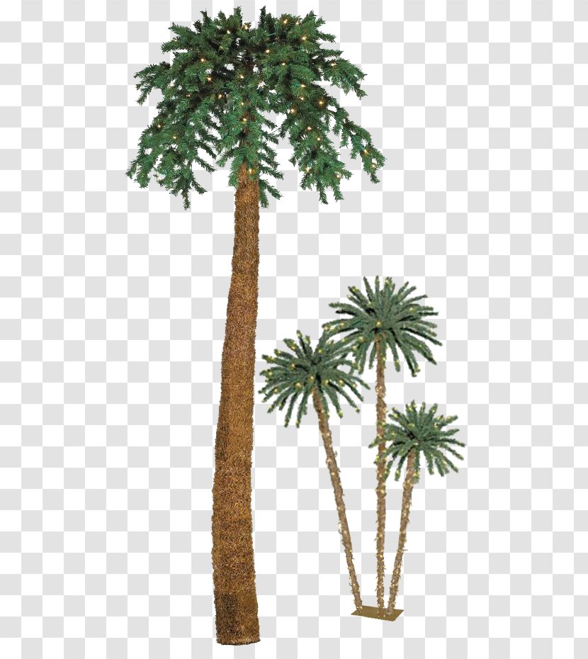 Asian Palmyra Palm Palmier De Noël Arecaceae Christmas Date - Branch Transparent PNG