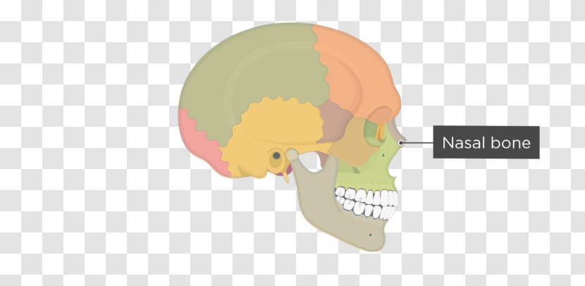 Skull Hip Bone Human Skeleton Pelvis - Organism - And Transparent PNG