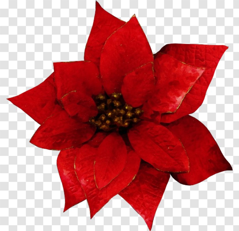 Flower Red Petal Poinsettia Plant - Flowering Transparent PNG