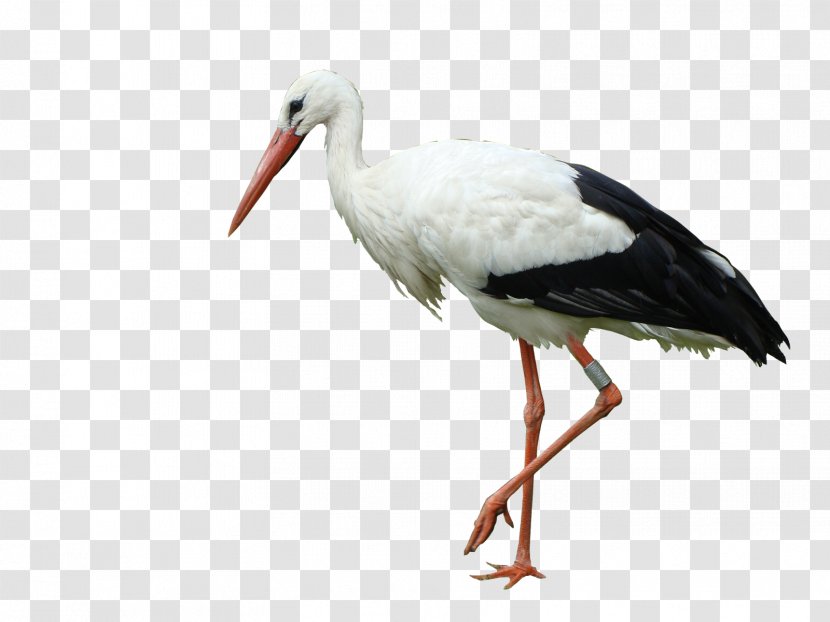 White Stork Bird Marabou Crane Transparent PNG