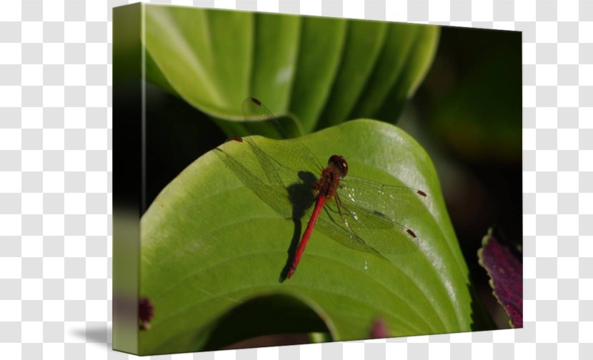 Dragonfly Insect Pest Leaf Transparent PNG