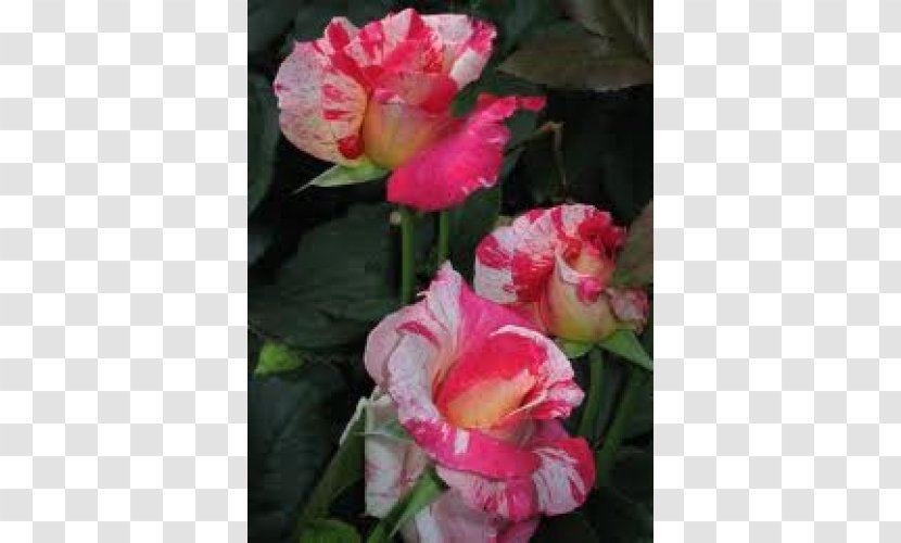 Rose Cut Flowers Pink Plant Transparent PNG