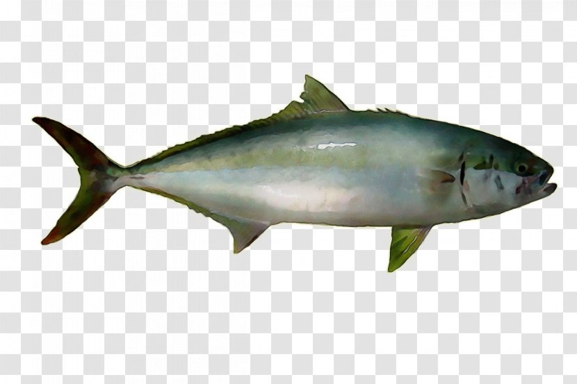 Shark Fin Background - Rayfinned Fish - Sockeye Salmon Transparent PNG