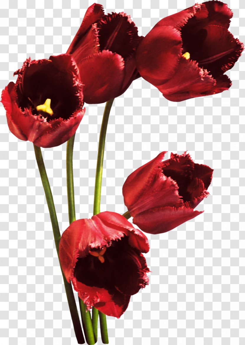 Tulip Flower Bouquet Red Petal Transparent PNG