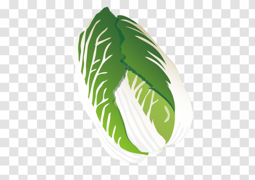 Chinese Cabbage Leaf - Napa - Vector Transparent PNG