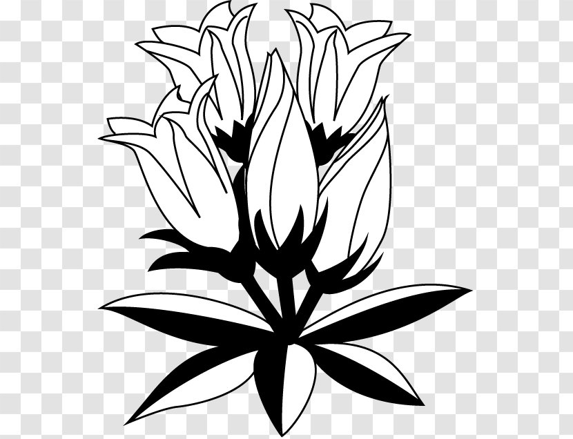 Gentiana Scabra Floral Design Drawing Clip Art - Monochrome Painting - Flower Transparent PNG