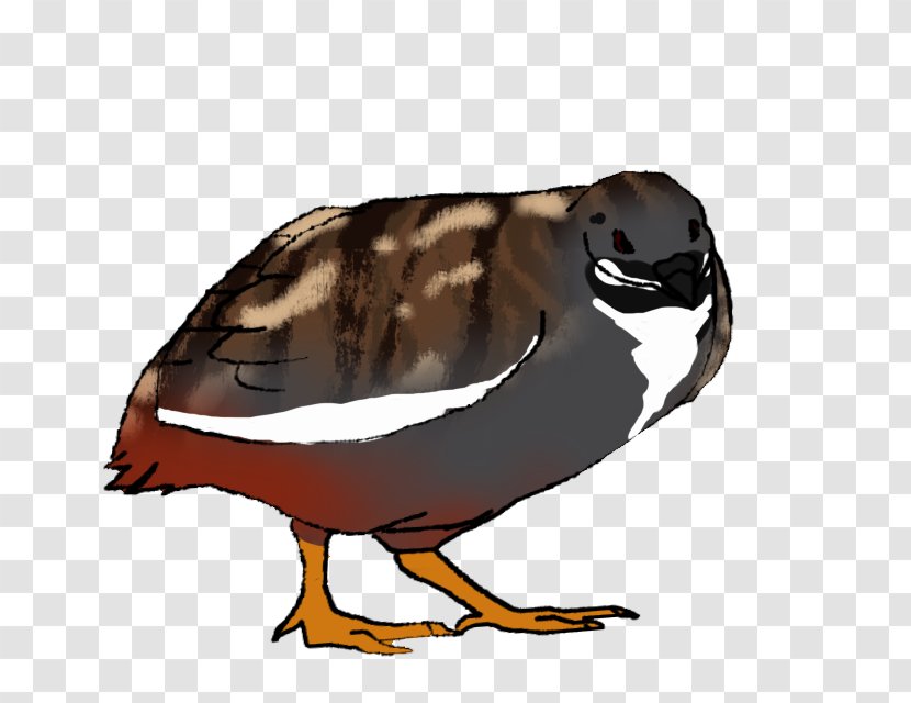 Duck Goose Fauna Beak - Wing Transparent PNG