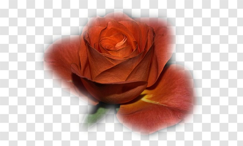 Garden Roses Cabbage Rose Floribunda Cut Flowers Petal - Computer - Flower Transparent PNG