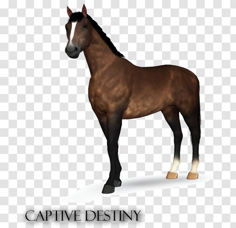 Stallion The Sims 3 Hanoverian Horse Foal Pony - Equine Coat Color Transparent PNG