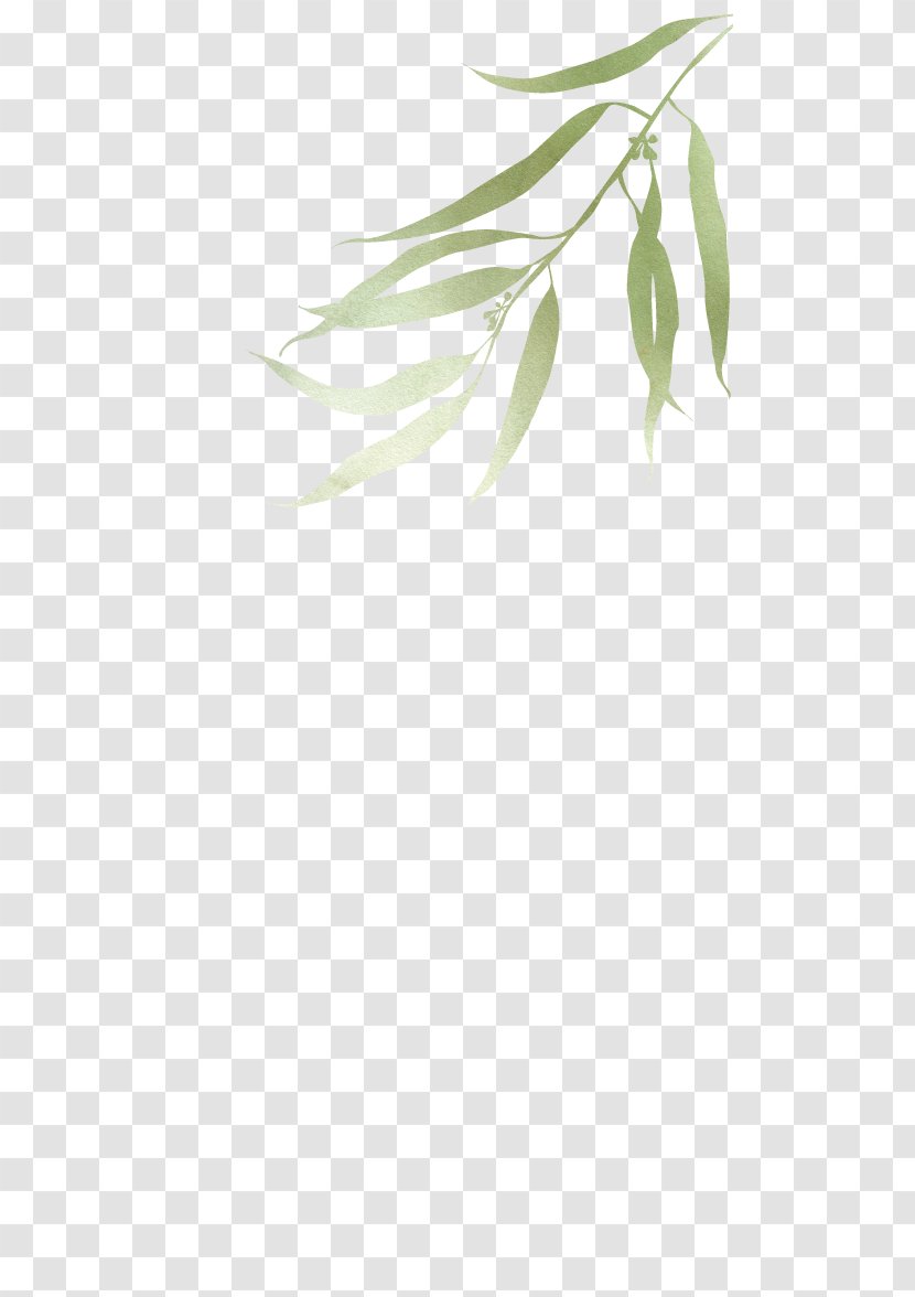 Branch Leaf Plant Stem Twig Tree - Eucalyptus Transparent PNG
