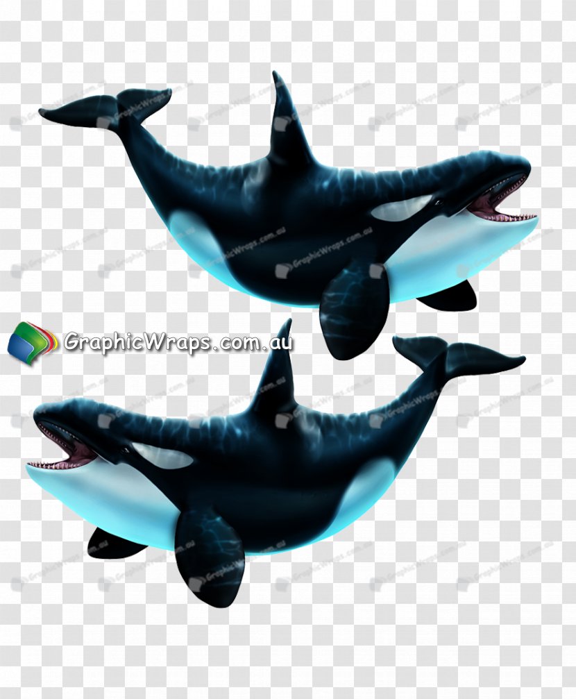 Common Bottlenose Dolphin Porpoise Marine Mammal Cetacea - Killer Whale Transparent PNG