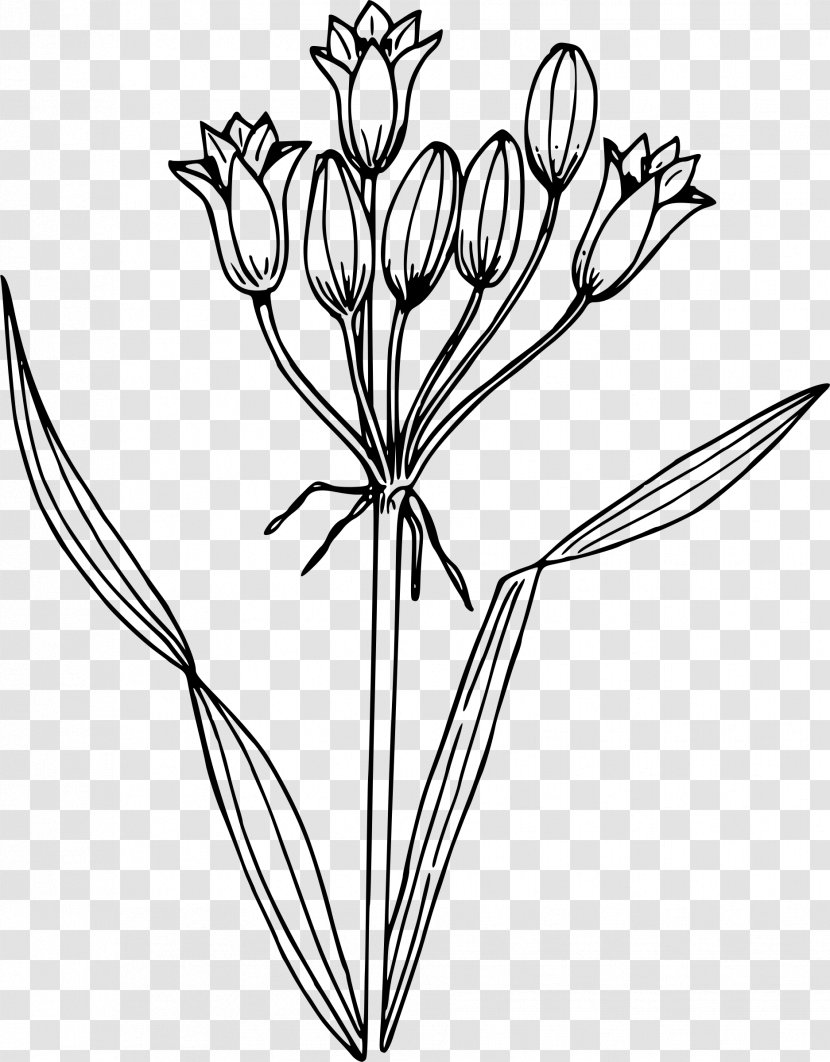 Drawing Line Art Clip - Symmetry - Hyacinth Transparent PNG