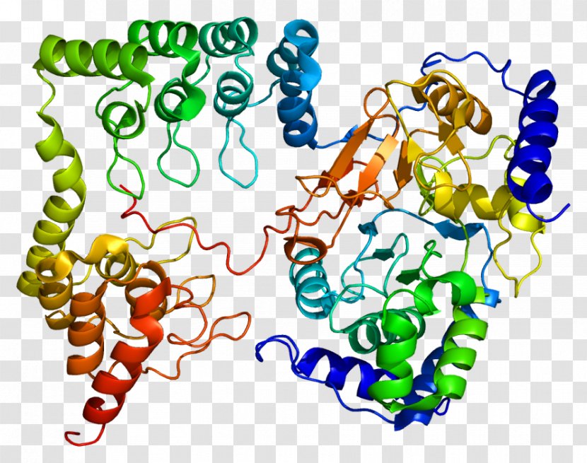 Myosin-light-chain Phosphatase PPP1R12A MYLK Protein 1 PPP1CB - Myosin - Text Transparent PNG