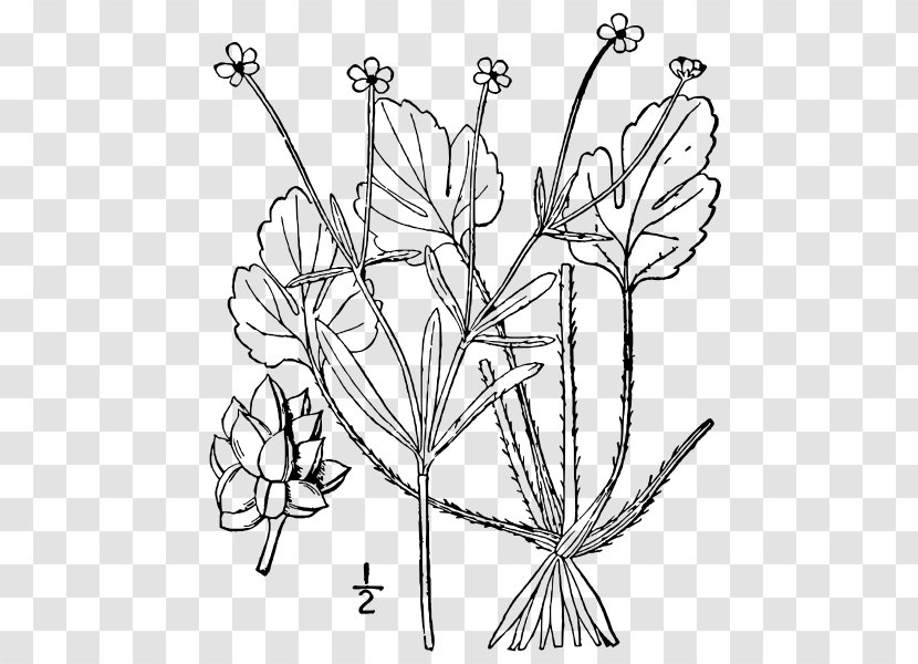 Twig Cut Flowers Floral Design Leaf Plant Stem - Organism - Buttercup Flower Transparent PNG
