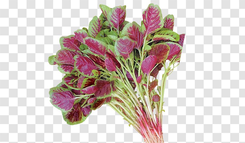 Amaranthus Tricolor Cruentus Love-Lies-Bleeding Spinosus Amaranth Grain - Annual Plant - Purple Vegetables Transparent PNG