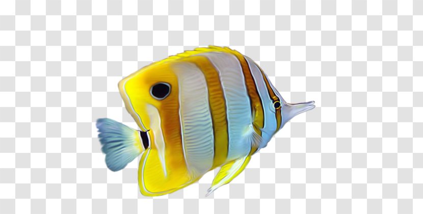 Yellow Tropical Fish - Organism - Striped Transparent PNG