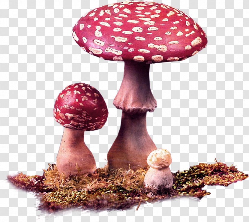 Edible Mushroom Fungus Red - Basket - Moss Decoration Pattern Transparent PNG