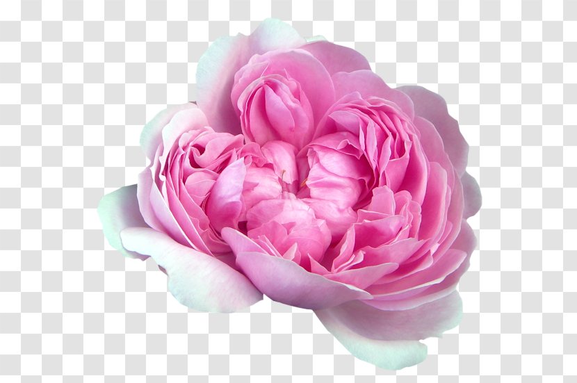 Garden Roses Cabbage Rose Flower Petal - Cut Flowers Transparent PNG