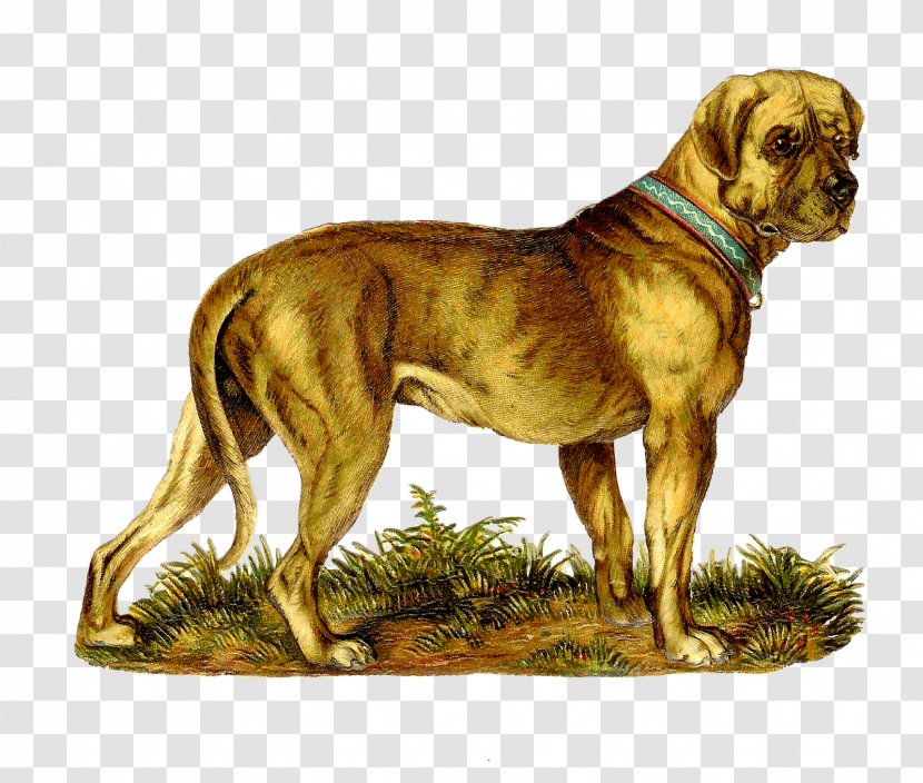 Catahoula Cur Great Dane Animal Puppy Clip Art - Pet - Victorian Cliparts Transparent PNG