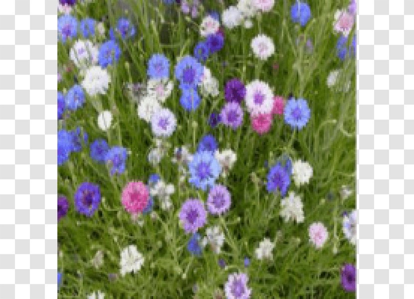 Cornflower Wildflower Seed Annual Plant - Delphinium - Flower Transparent PNG