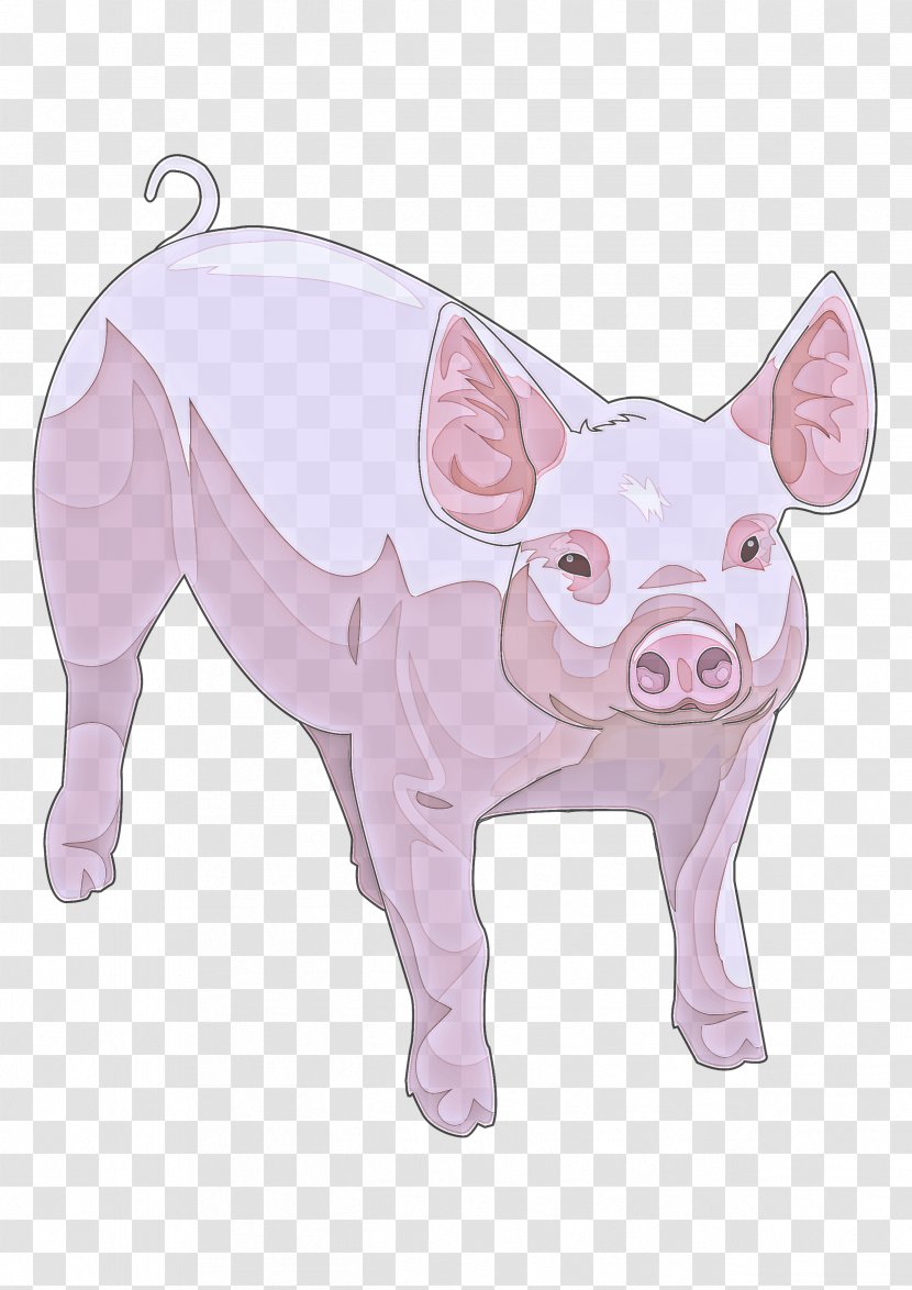 Domestic Pig Suidae Pink Cartoon Snout - Drawing - Boar Transparent PNG