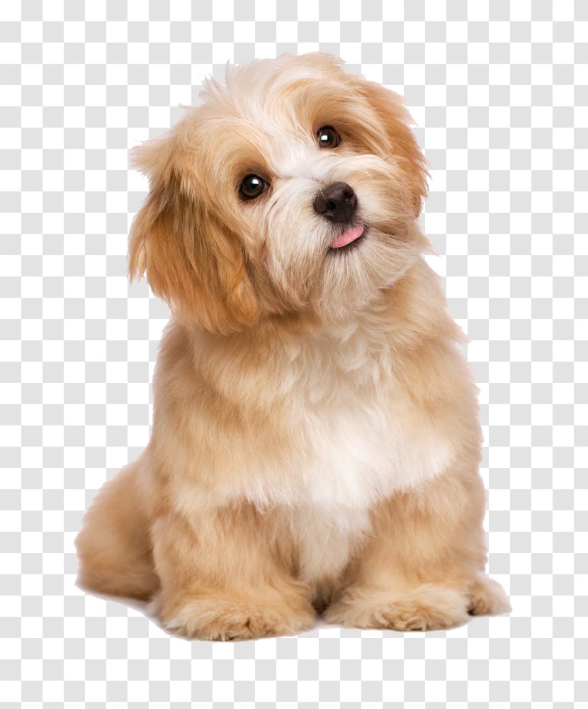 Havanese Maltese Dog Poodle Puppy Cat - Snout - Lovely Long-haired Tongue Transparent PNG