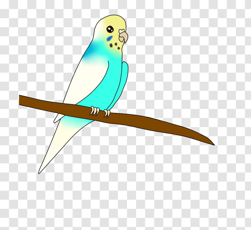 Macaw Parakeet Beak Feather Wing - Bird Transparent PNG