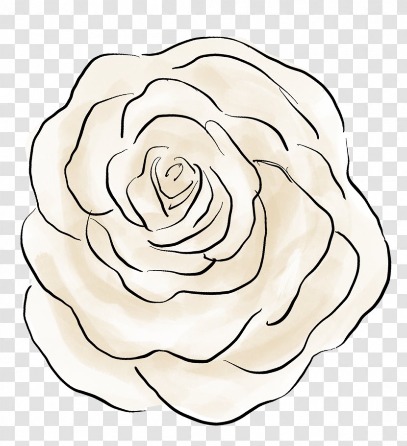 Cut Flowers Drawing Rosaceae Rose - The Big Bang Theory Transparent PNG