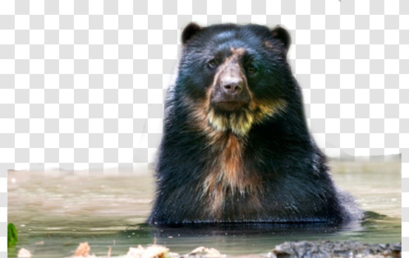 Grizzly Bear American Black Terrestrial Animal Snout Transparent PNG